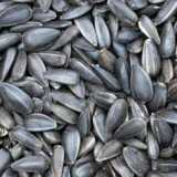 Premium black sunflower seeds for cold pressed sunflower oil by Indiway Fresh