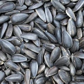 Premium black sunflower seeds for cold pressed sunflower oil by Indiway Fresh