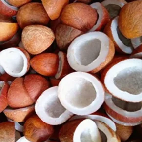 Mature coconuts used to produce pure cold pressed coconut oil by Indiway Fresh